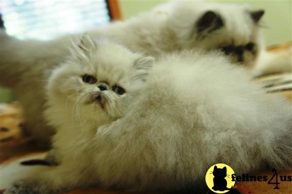grigorishina@yahoo.com Picture 2